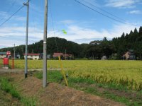 稲2011-1