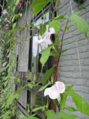 朝顔2011-1